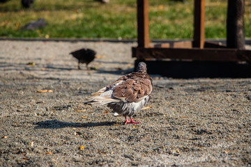 Pigeons in the park. A flock of pigeons on the green grass..