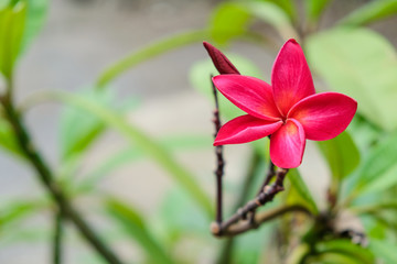 red Plumeria green garden