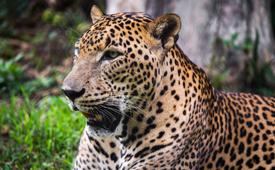 A close up of a Sri Lankan Leopard