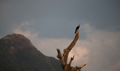 A Bird on a lookout on a dead tree in a lake in Sri Lanka