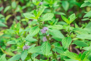 Clusters of small purple flowers of Japanese mint, Corn mint, Field mint (Mentha Canadensis) are blooming with fresh green leaves on the annual plants in herbal garden © Hatori_Shisuka