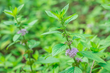 Clusters of small purple flowers of Japanese mint, Corn mint, Field mint (Mentha Canadensis) are...