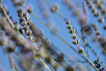 Lavendel