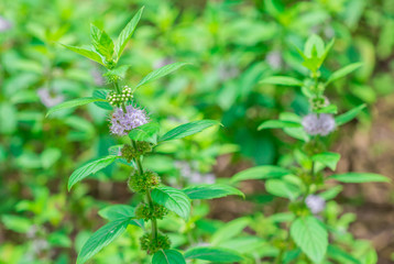 Clusters of small purple flowers of Japanese mint, Corn mint, Field mint (Mentha Canadensis) are blooming with fresh green leaves on the annual plants in herbal garden © Hatori_Shisuka