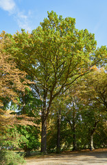 Herbstliches Panorama mit heller Sonne, die durch die Bäume scheint in Berlin im Treptower Park
