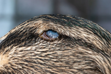 Ulcer and burst eyeball in duck. Macro of damaged eye causing blindness in mallard, Anas platyrhynchos.