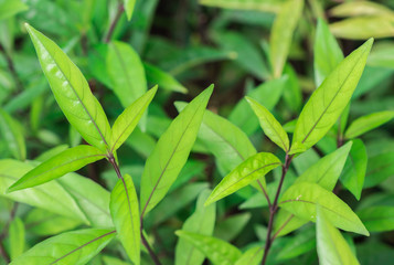 Fresh green leaves pattern of Flame  flower (Justicia Fragilis Wall) on the shrub tree in the organic tropical garden 