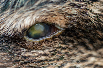 Abscess in eyeball of duck. Macro of burst capsule and leaking infection in eye causing blindness in mallard, Anas platyrhynchos.