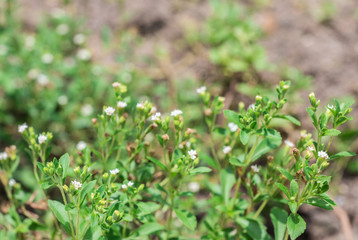 Fresh and sweet green leaves with little flowers of Candyleaf (Stevia Rebaudiana Bertoni) in the organic herbal garden
