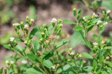Fresh and sweet green leaves with little flowers of Candyleaf (Stevia Rebaudiana Bertoni) in the organic herbal garden