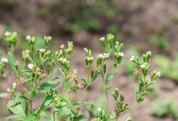 Fresh and sweet green leaves with little flowers of Candyleaf (Stevia Rebaudiana Bertoni) in the organic herbal garden
