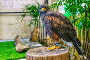 Harris's Hawk  are poses on the timber. Its a popular pet in Thailand.