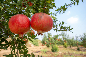Fresh pomegranate fruit tree, Izmir / Turkey