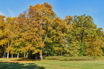 Herbstliches Panorama mit heller Sonne, die durch die Bäume scheint in Berlin im Treptower Park