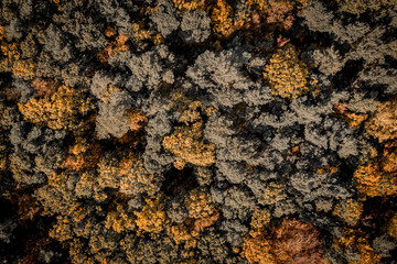 Aerial view of autumn forest. 