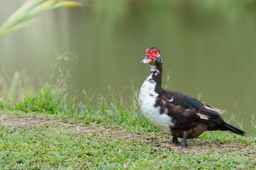 Muscovy duck in the field..Duck with red headed black and white plumage standing beside a big pond.