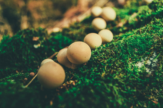 a family of white small mushrooms (puffball, fuzz-ball) grows in a row in the forest on fallen birch and green moss in summer and autumn - nature is beautiful