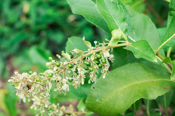 Blossom flowers of Blue fountain bush, Blue-flowered glory tree, Beetle killer (Rotheca Serrata (L.) Steane & Mabb) on the plant in the organic herb garden