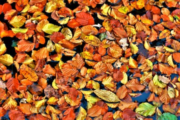 Wilted leaves carpet the water surface