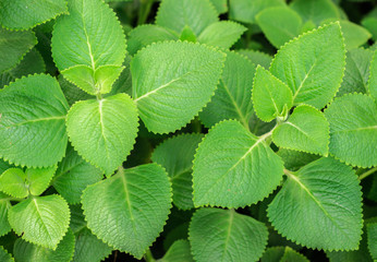 Fresh green leaves pattern of Indian borage, Country borage, Oreille, Oregano (Plectranthus Amboinicus (Lour.) Spreng) in organic herb garden