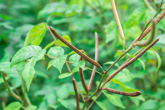 Closeup dry elongated seed pods of Coffea Senna, Coffeeweed (Senna Occidentalis) on tree in the garden