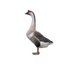 goose on white background,isolate