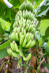 Fresh banana tree, Alanya / Turkey