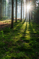 Sunbeams through Foggy Spruce Tree Forest, Moss Covered Forest Floor, Mystical Atmosphere