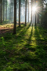 Sonnenstrahlen durch nebligen Fichtenwald, moosbedeckter Waldboden, mystische Atmosphäre © AVTG