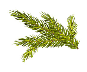 Green Spruce Twig Vector Illustration Isolated On White Background