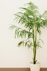 Fototapeta na wymiar 観葉植物と白い壁、ヤシ