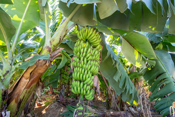 Fresh banana tree, Alanya / Turkey