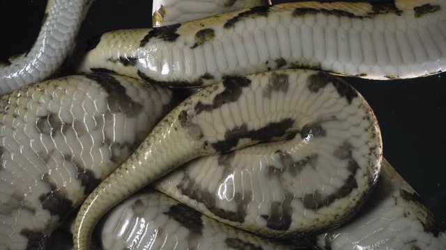 Video of royal ball phytons