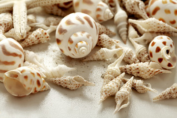 seashells and sand