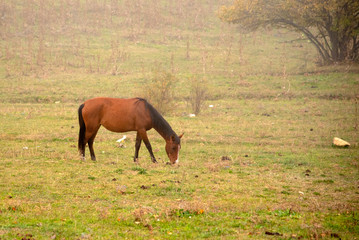 Naklejka na ściany i meble A lone horse grazes on fields in a misty haze.
