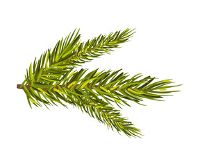 Green Spruce Twig Vector Illustration Isolated On White Background With Copy Space