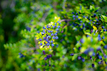 blue berries on a Mediterranean plant, summer