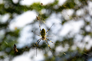 Incredible yellow and black spider in Japan