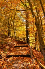 Naklejka premium alley with stairs in autumn forest
