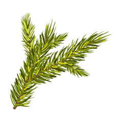 Green Spruce Branch Vector Illustration Isolated On White Background