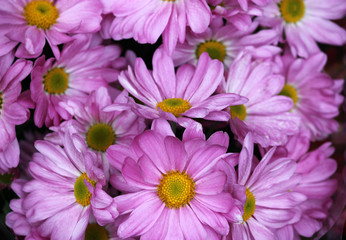 background with purple chrysanthemums