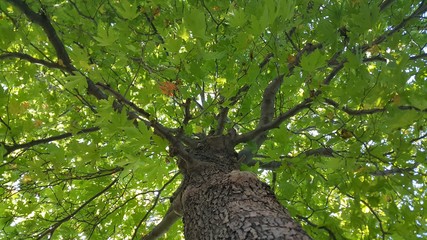 Naklejka premium tree in forest