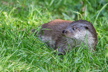 Fischotter