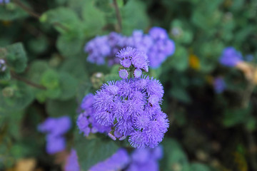 Close up of purple 'Ageratum Houstonianum' flossflower or bluemink flower on blurry green background