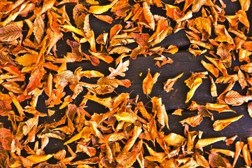 Wilted leaves carpet the water surface