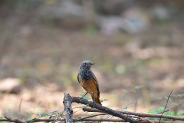Sparrow sized rufous brown colored Indian Rock Chat (Oenanthe fusca) perching on ground to eat insects sighted at Panna National Park, Madhya Pradesh, India
