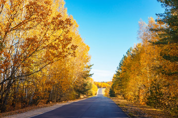 Fototapeta premium A rural road runs through an autumn forest.