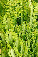 African milk tree. Euphorbia trigona.