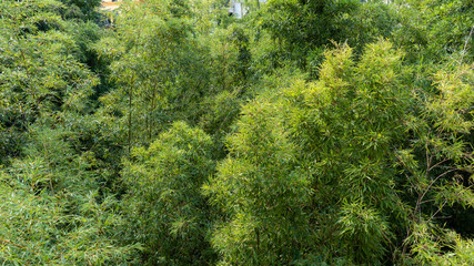 Green forest in Rome city