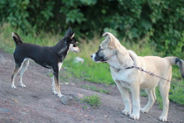 dog on the street. Pincher, staff. portrait of a dog. small dog